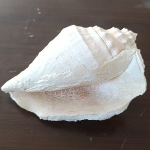 DENİZ KABUĞU