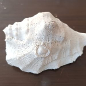 DENİZ KABUĞU