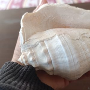 DENİZ KABUĞU