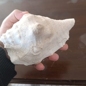 DENİZ KABUĞU