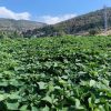tatlı patates.. Hatay'dan